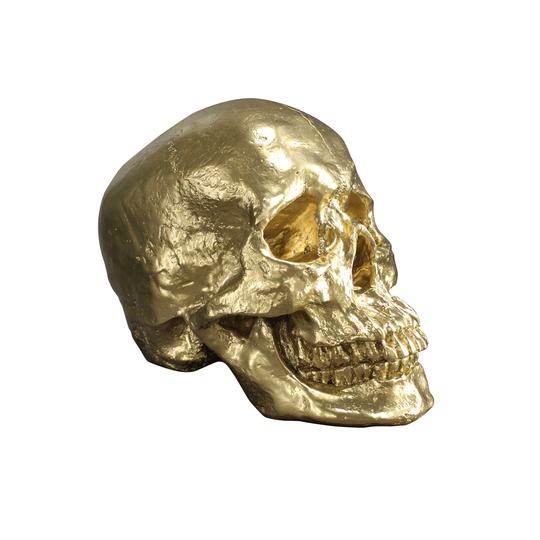 The Darwin Human Skull