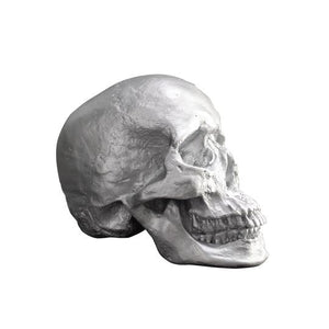 The Darwin Human Skull